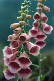 Digitalis x fulva